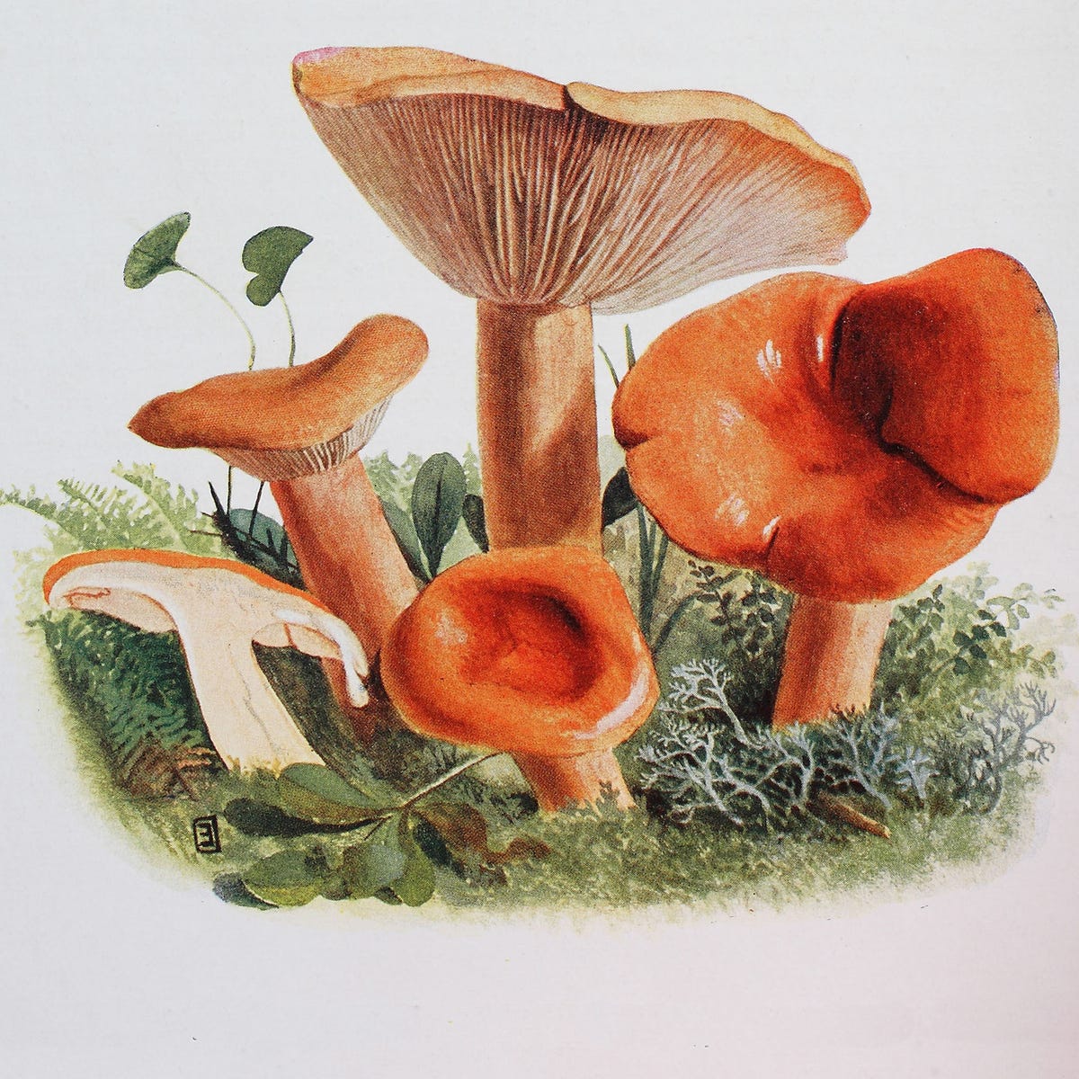 Where can you find the best design mushroom examples? (Check out these top sources for inspiration)
