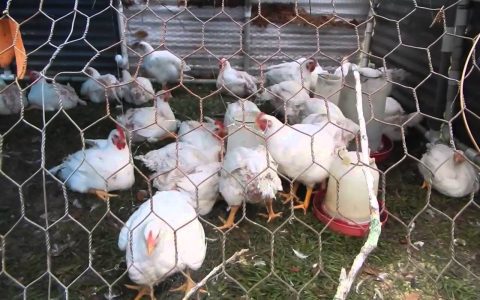 Whats so special about a Japanese chicken coop? Discover its cool design for super happy chickens.