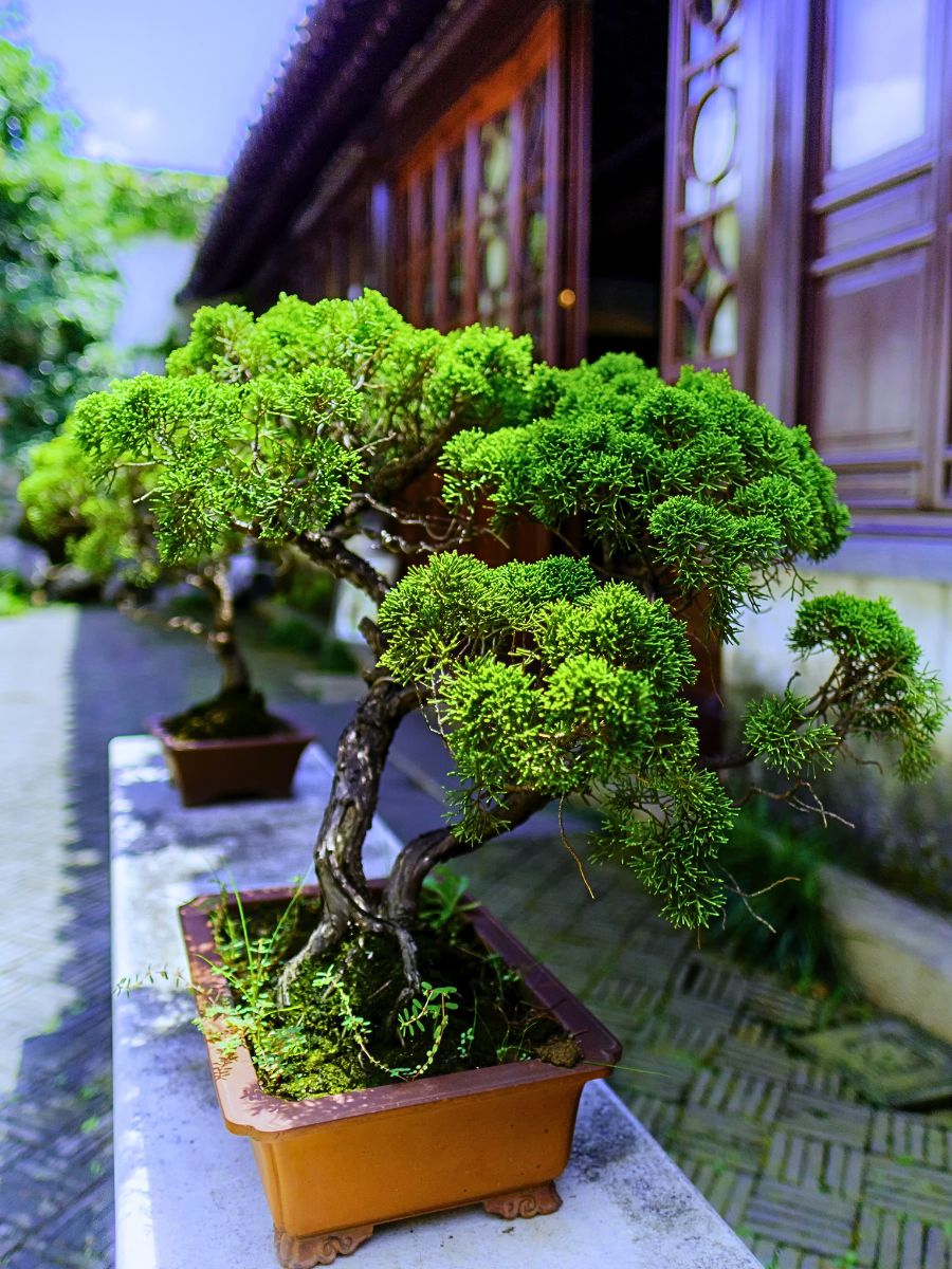 Whats the best japanese indoor tree for small spaces? These compact options bring beauty to your home.