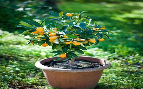 Whats the best japanese indoor tree for small spaces? These compact options bring beauty to your home.