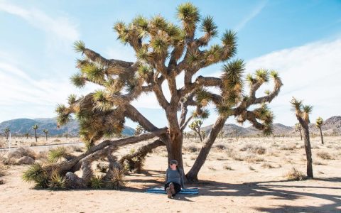 Joshua Tree Residence vs Palm Springs Why This Stay Stands Out