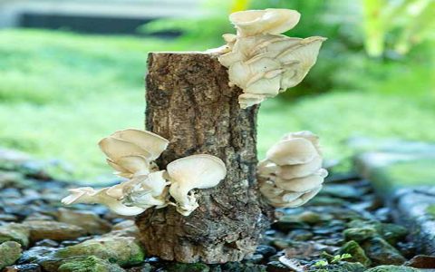What is mushroom furniture and how is it grown Easy steps to make your own