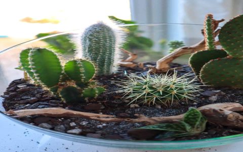 Maintaining atrium in your home? Simple care guide for longevity!