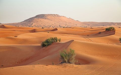 How Saudi Arabia desert skyscraper bird migration works? Simple guide now!