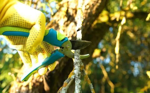 best tree inside house care secrets watering pruning tips revealed!