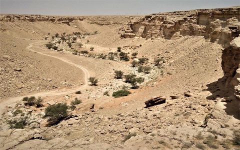 Saudi Arabia Tall Buildings Affect Desert Birds Migration Know The Truth