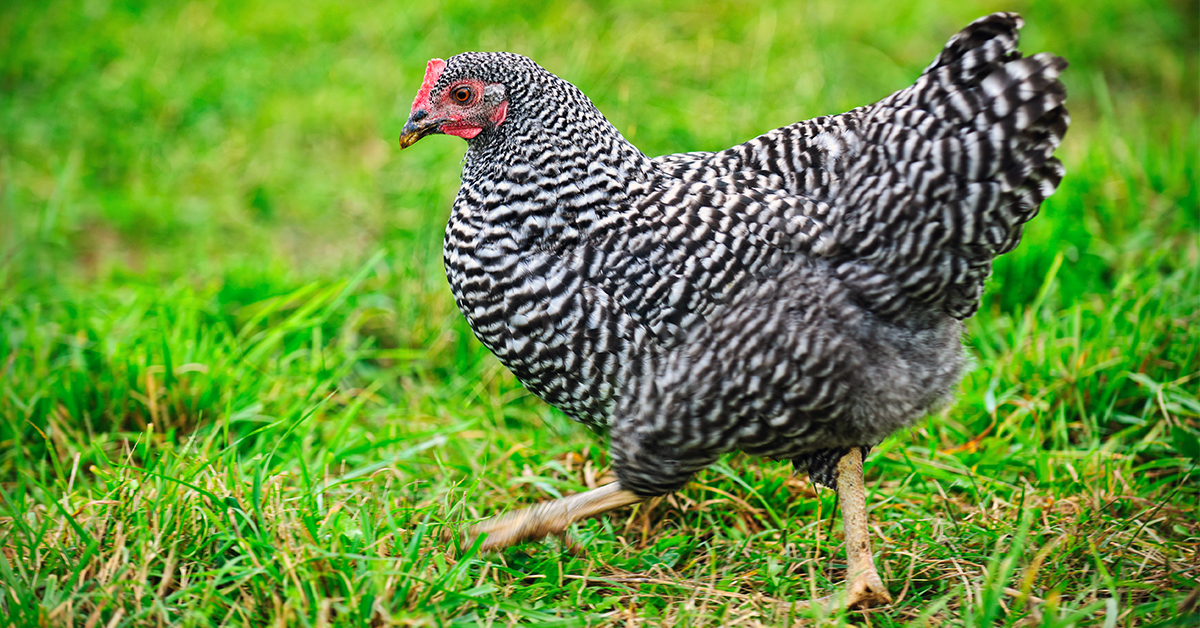 What Is Number One Poultry Brand Find Top Chicken Choices Now