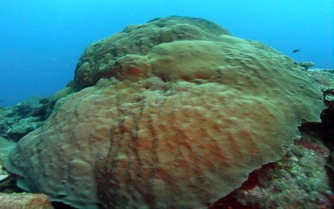 Best living coral care ideas? 5 easy ways to protect coral reefs today!