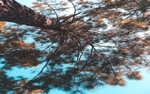 What is tree in house? (find out benefits and easy tips)