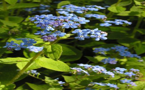 Best Plants For House Greenery On Balcony Sunny and Shady Options Revealed